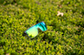 Buzz Polarised - Green Mirror Crystal - Bomber Eyewear Nz